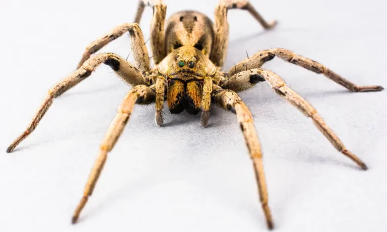 The Mazda Spider Recall