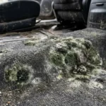 How to Clean Car Carpet Mold
